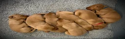 Labrador Retriever dogs for sale: KC Registered Fox Red Labrador Puppies - Advert 8