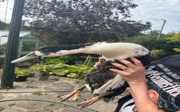 Ducks poultry for sale: 3 drakes for a good home, runner/campbell cross  - Image 3