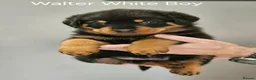 Rottweiler dogs for sale: Family-Raised Pedigree Rottweiler Puppies in Rotherham - Advert 10