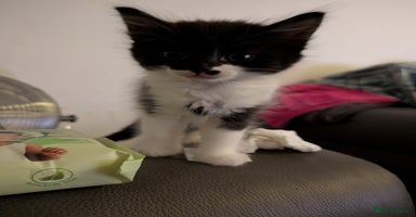 Mixed Breed cats - Advert 10