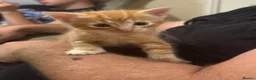Mixed Breed cats for sale: *Beautiful mixed litter* - Advert 15