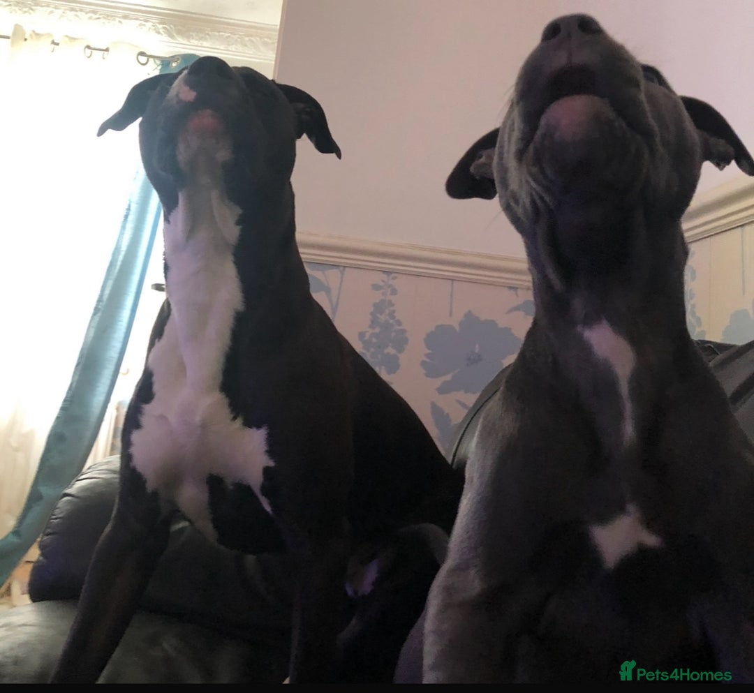 Staffordshire Bull Terrier dogs for sale: Original "Old-Blood" Black/Blue Staff pups *RARE* - Image 19