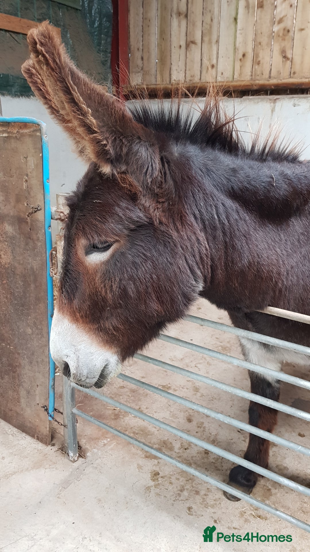 Donkey livestock for sale: DONKEYS jenny 9yo & gelding 3yo, inc wooden cart - Advert 5