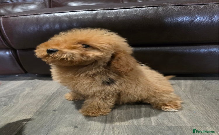 Cavapoo dogs - Advert 9
