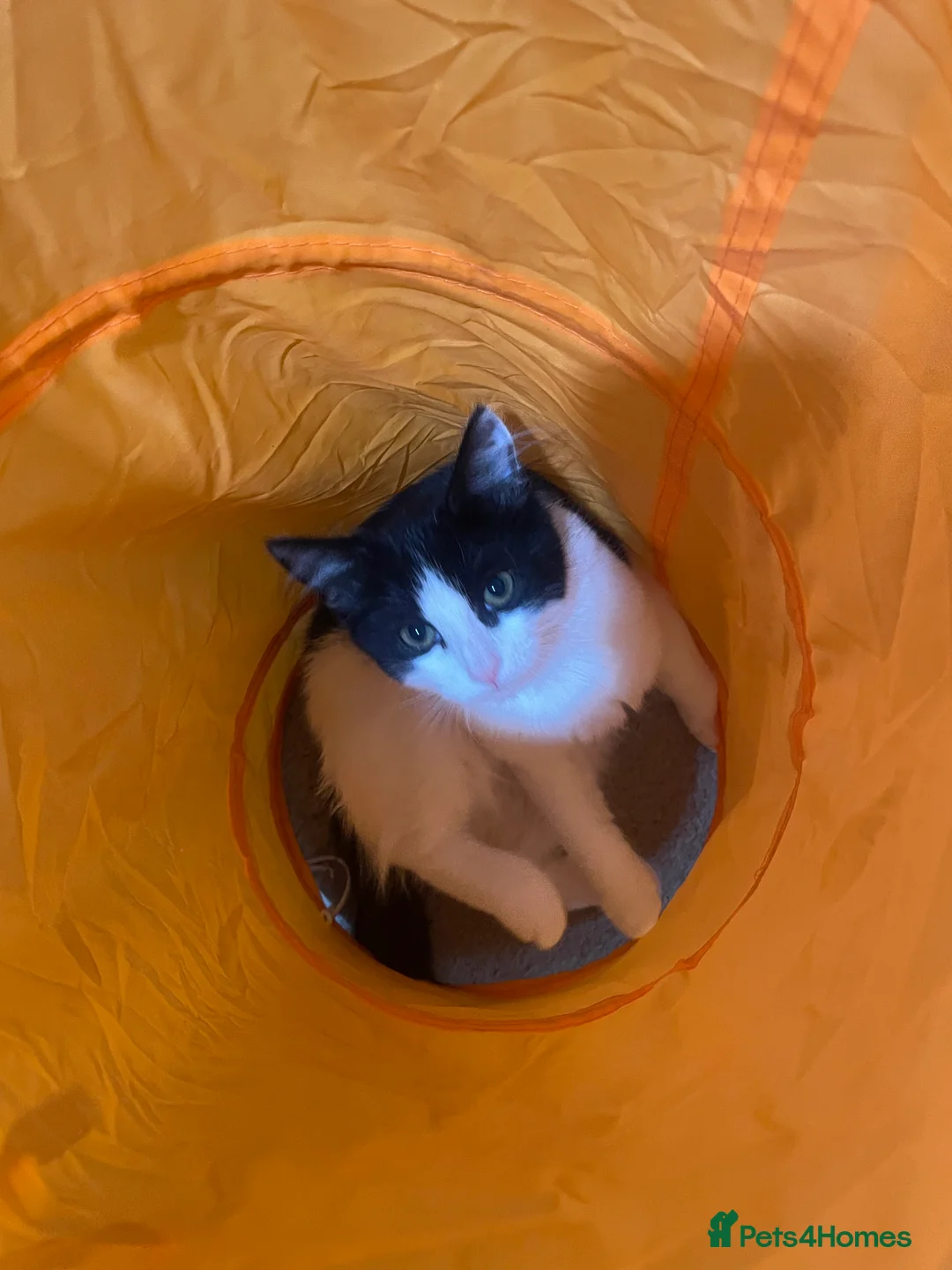 Domestic Shorthair cats for sale: Three tuxes up for grabs :) - Advert 2