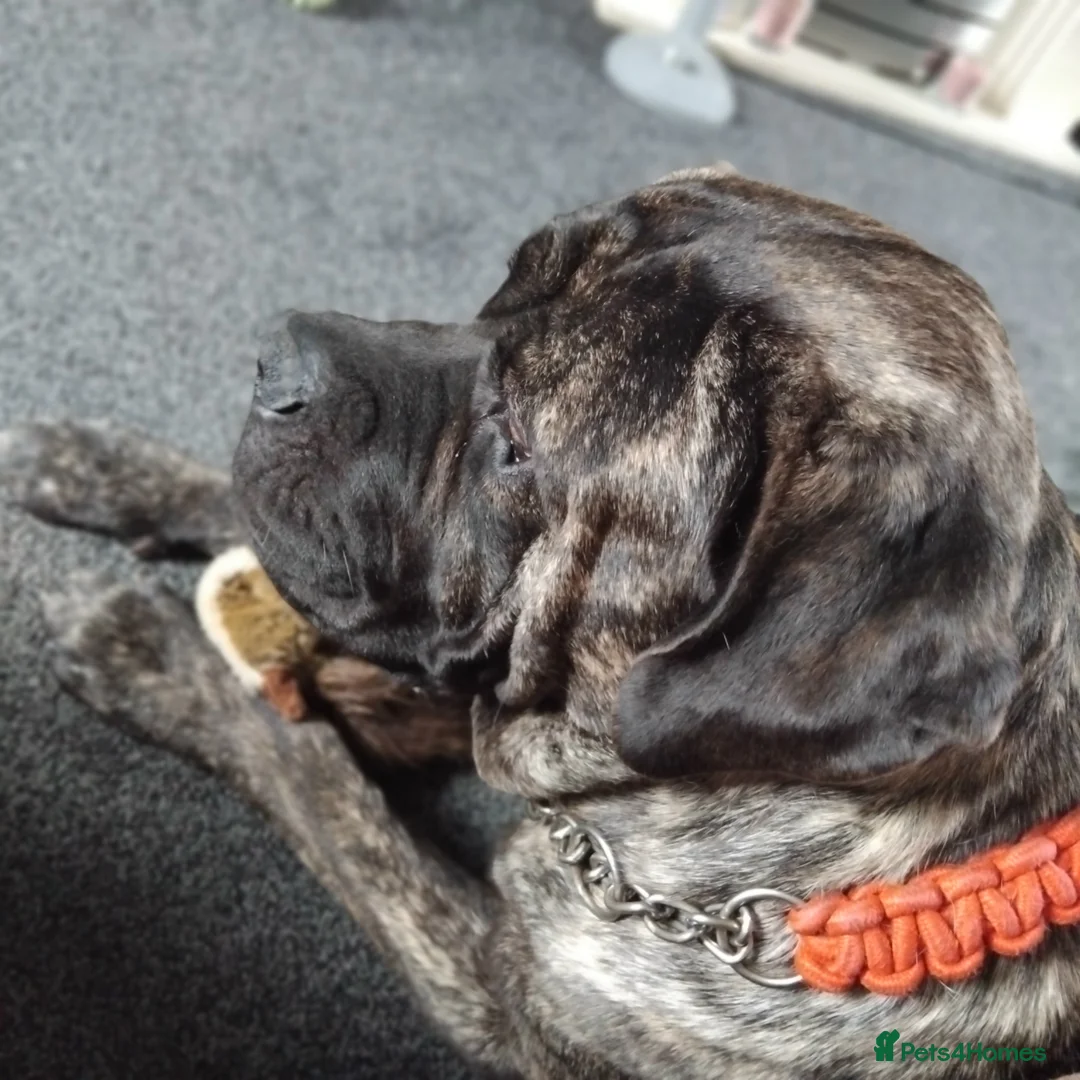 Cane Corso dogs for sale: Ja ** on - Advert 2