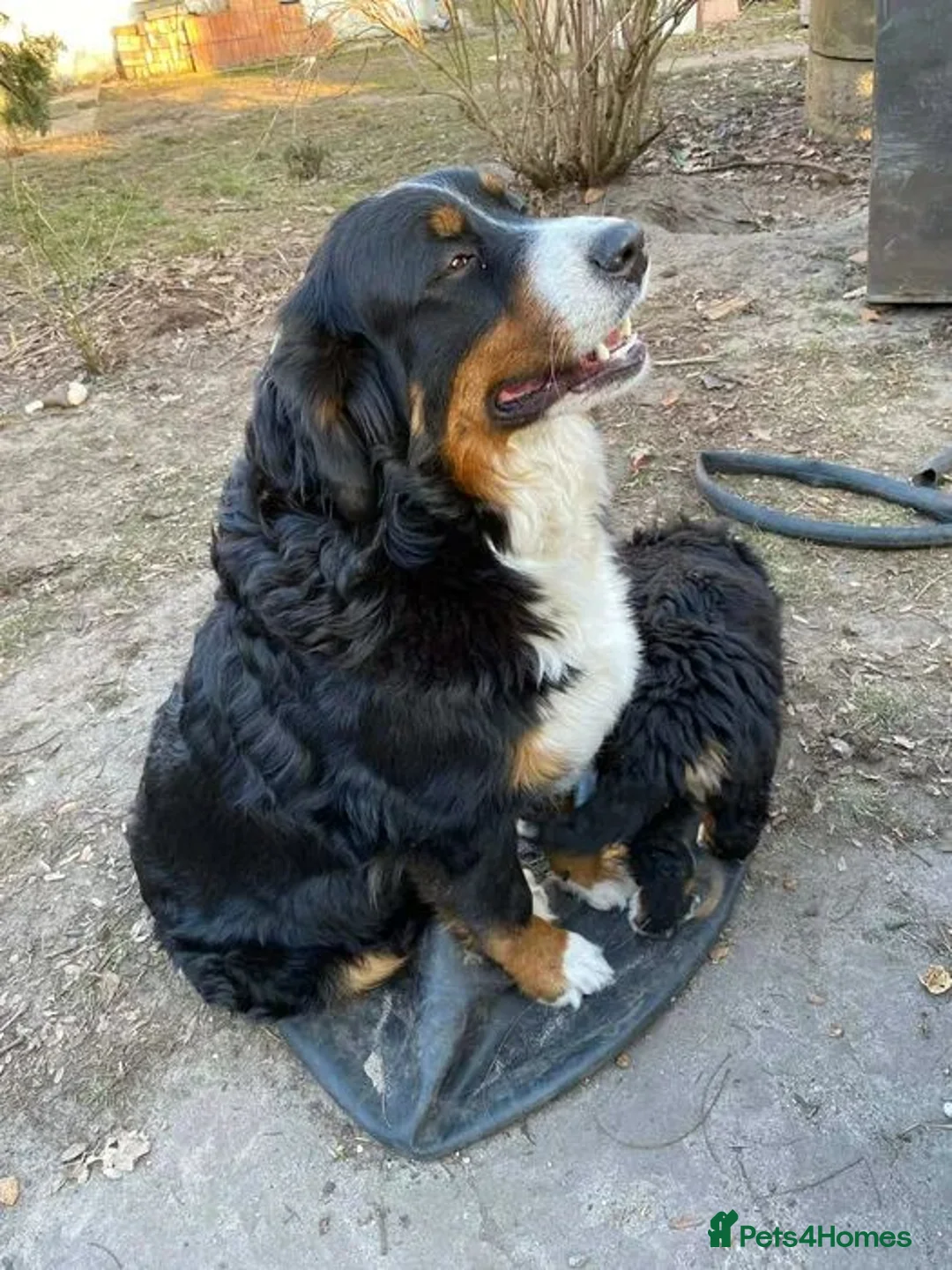 Bernese Mountain Dog dogs for sale: Stunning Bernese mountain girl  in Leeds - Advert 2
