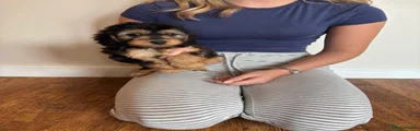Cockapoo 4