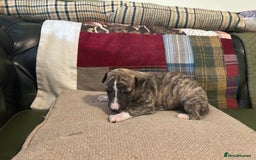 Whippet dogs for sale: Whippet Pups  - Image 19