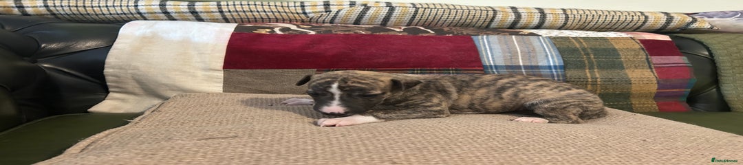 Whippet Puppy 6
