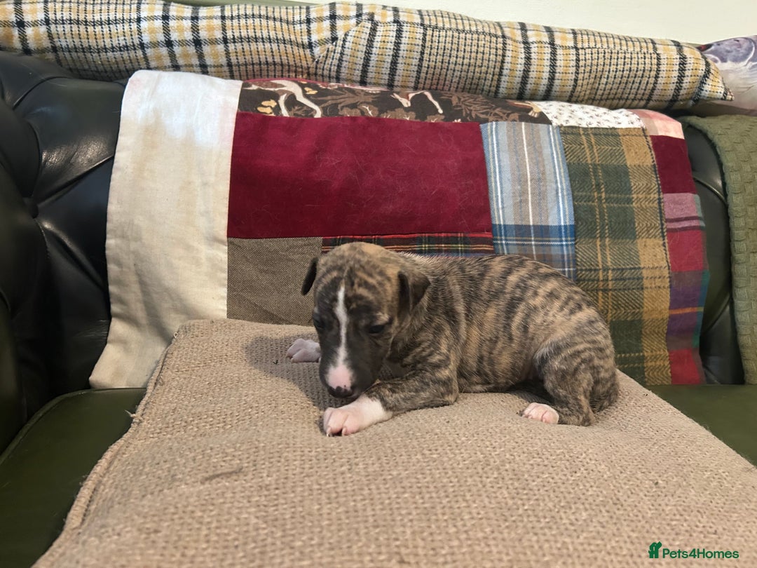 Whippet dogs for sale: Whippet Pups  - Image 19