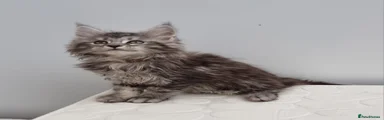 Silver tabby male