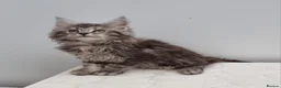 Maine Coon cats for sale: Pedigree Maine Coon Kittens for sale  - Advert 16