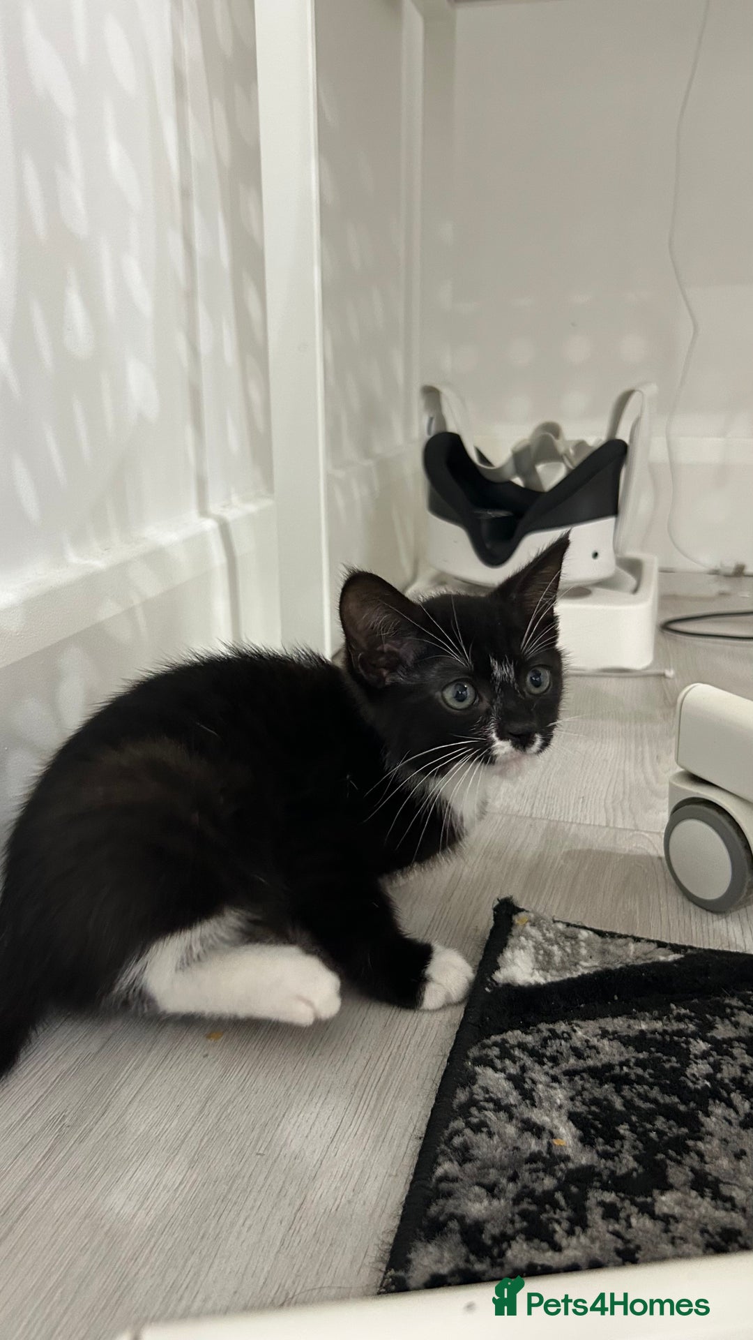 Mixed Breed cats for sale: 8 Week Old Kitten - Advert 3