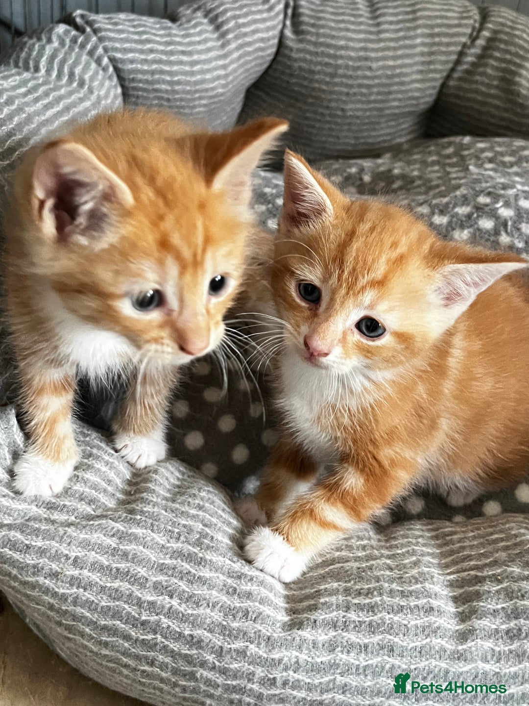 Mixed Breed cats for sale: 3 ginger kittens 🐈 - Image 8