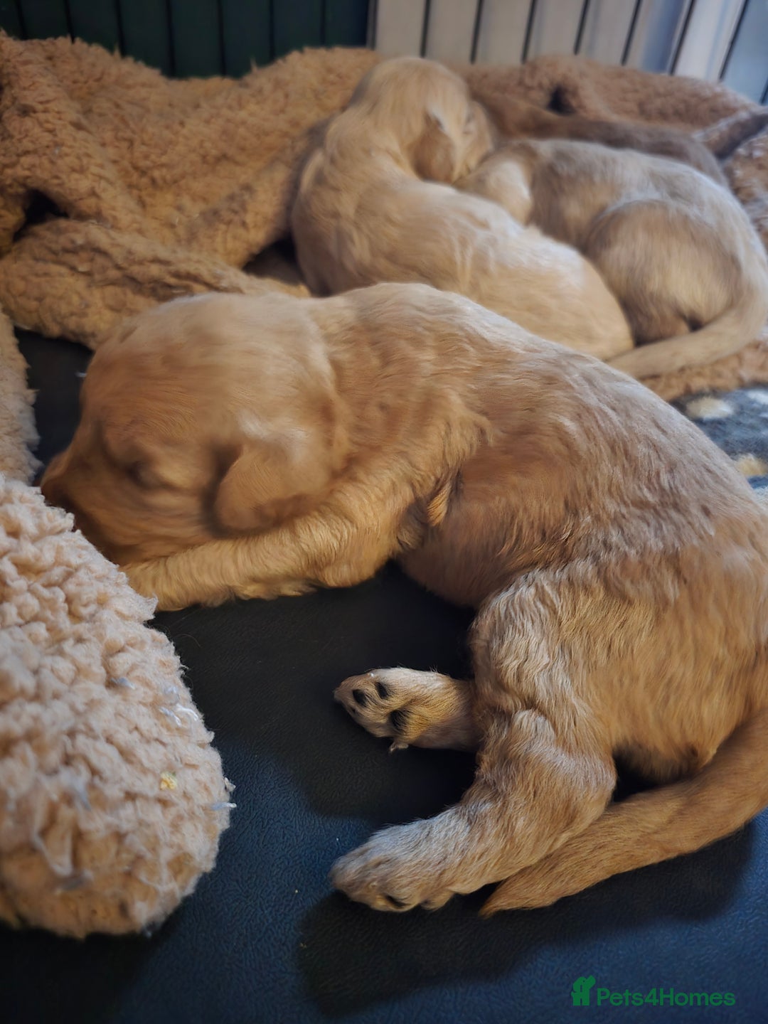 Labradoodle dogs for sale: Ready to go! gorgeous Teddy-Labradoodles - Advert 6