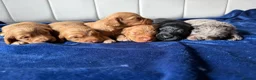 Cockapoo dogs for sale: Stunning Cockapoo Puppies DNA Tested  - Advert 7