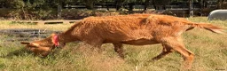 Goats livestock for sale: 2 Registered Disbudded British Guernsey Nanny’s  - Advert 2
