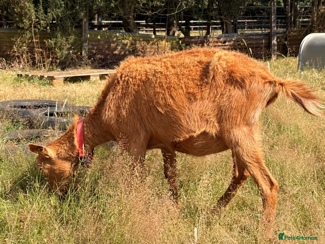 Goats livestock for sale: 2 Registered Disbudded British Guernsey Nanny’s  - Advert 2