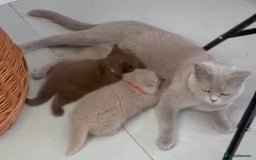 British Shorthair cats for sale: 5 Star - BSH Litter (Two Cinnamon, Fawn & Lilac) - Image 19