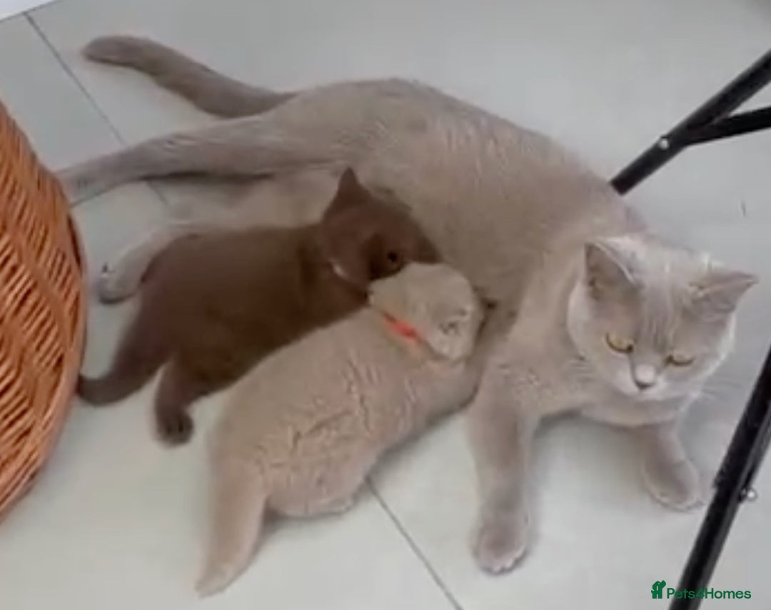 British Shorthair cats for sale: 5 Star - BSH Litter (Two Cinnamon, Fawn & Lilac) - Image 19