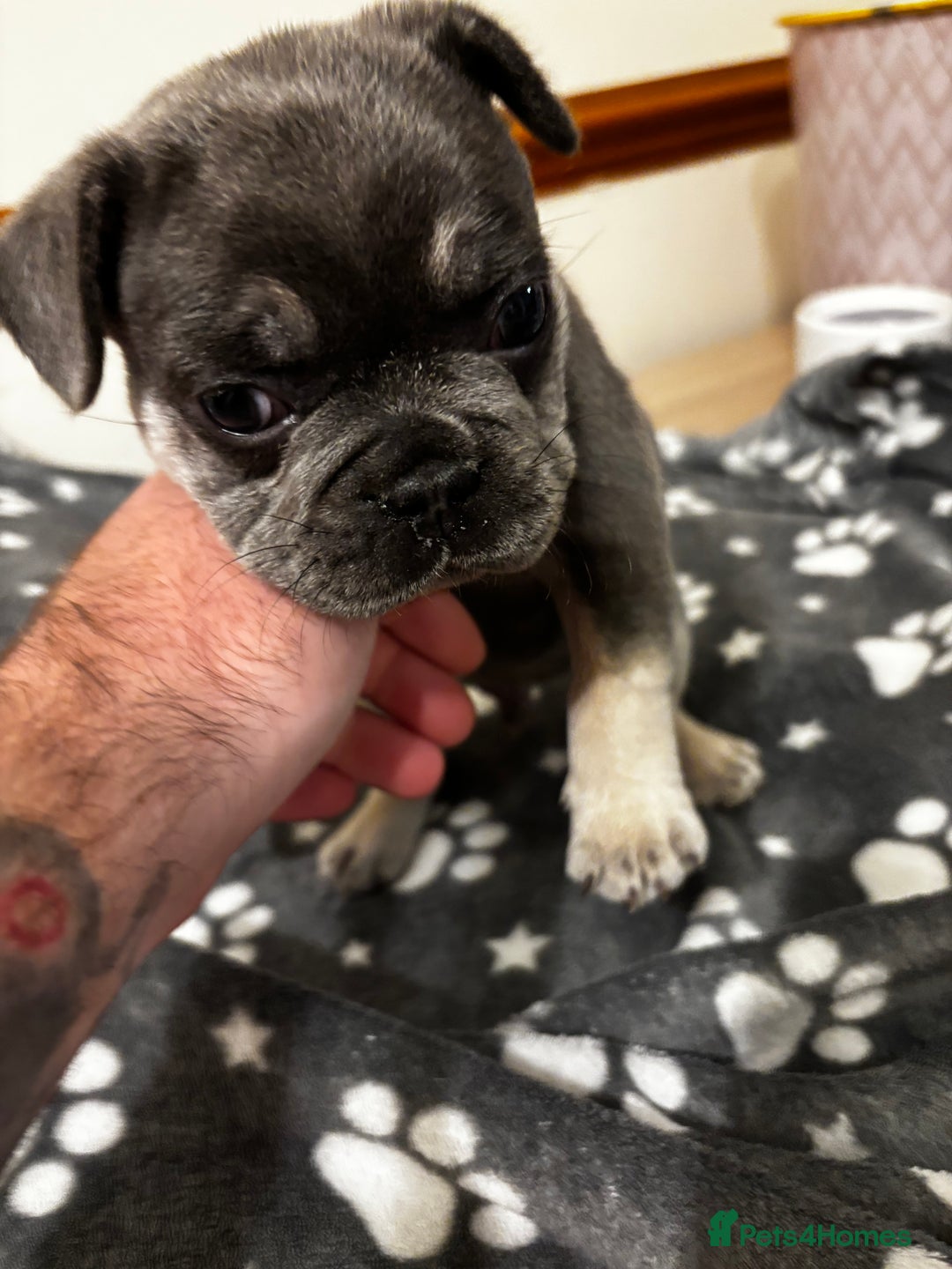 French Bulldog dogs for sale: Male French Bulldog - Image 3