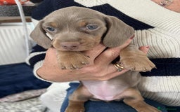 Miniature Dachshund dogs for sale: miniature dachshund issabella/chocolate puppies - Image 3