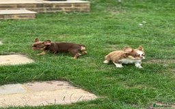 French Bulldog dogs for sale: KC registered frenchie boys  - Image 9