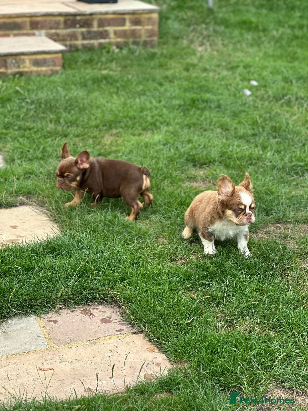 French Bulldog dogs for sale: KC registered frenchie boys  - Image 9