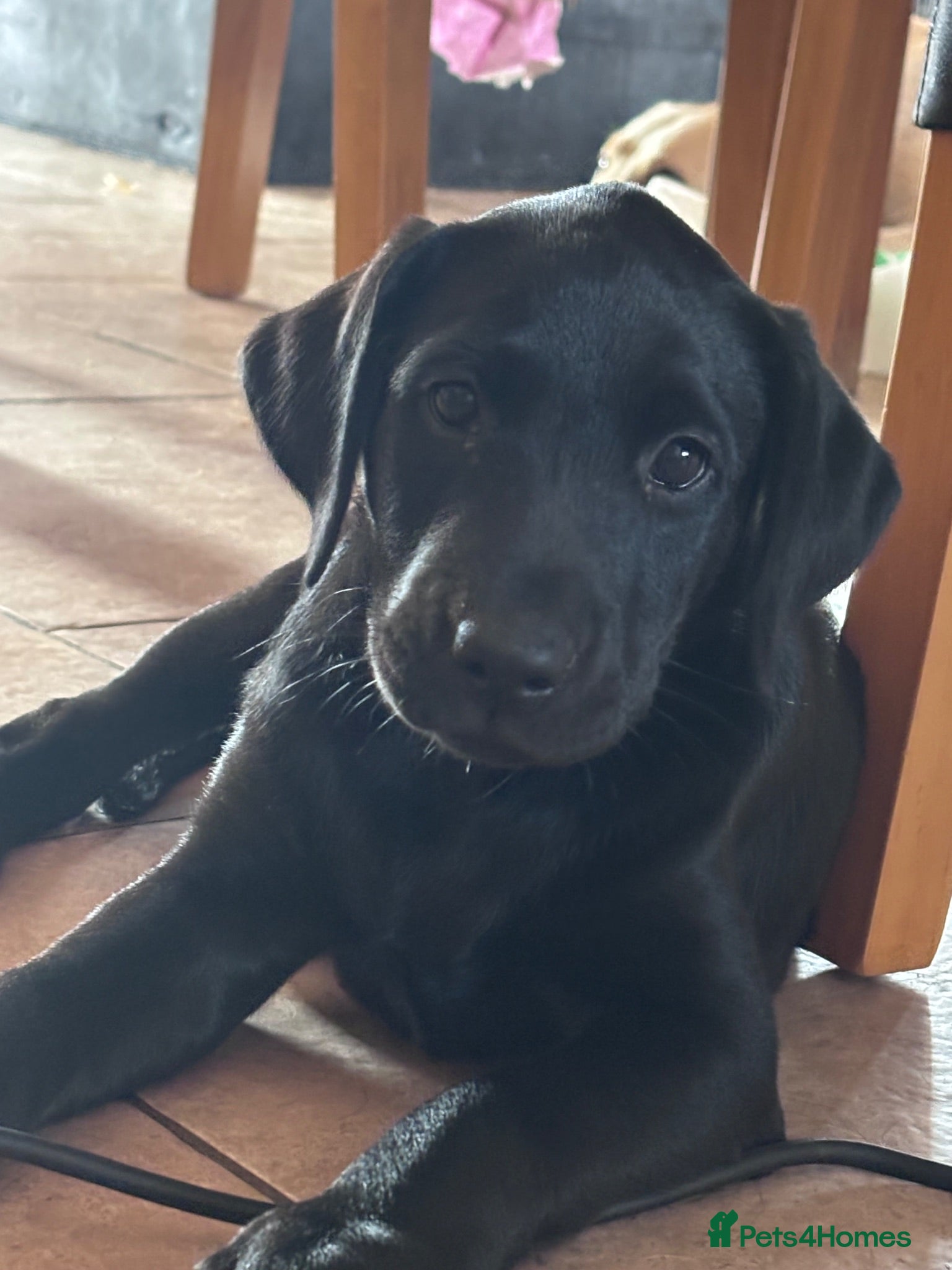 Labrador Retriever dogs Gorgeous black Labrador **last girl left** - Advert 1