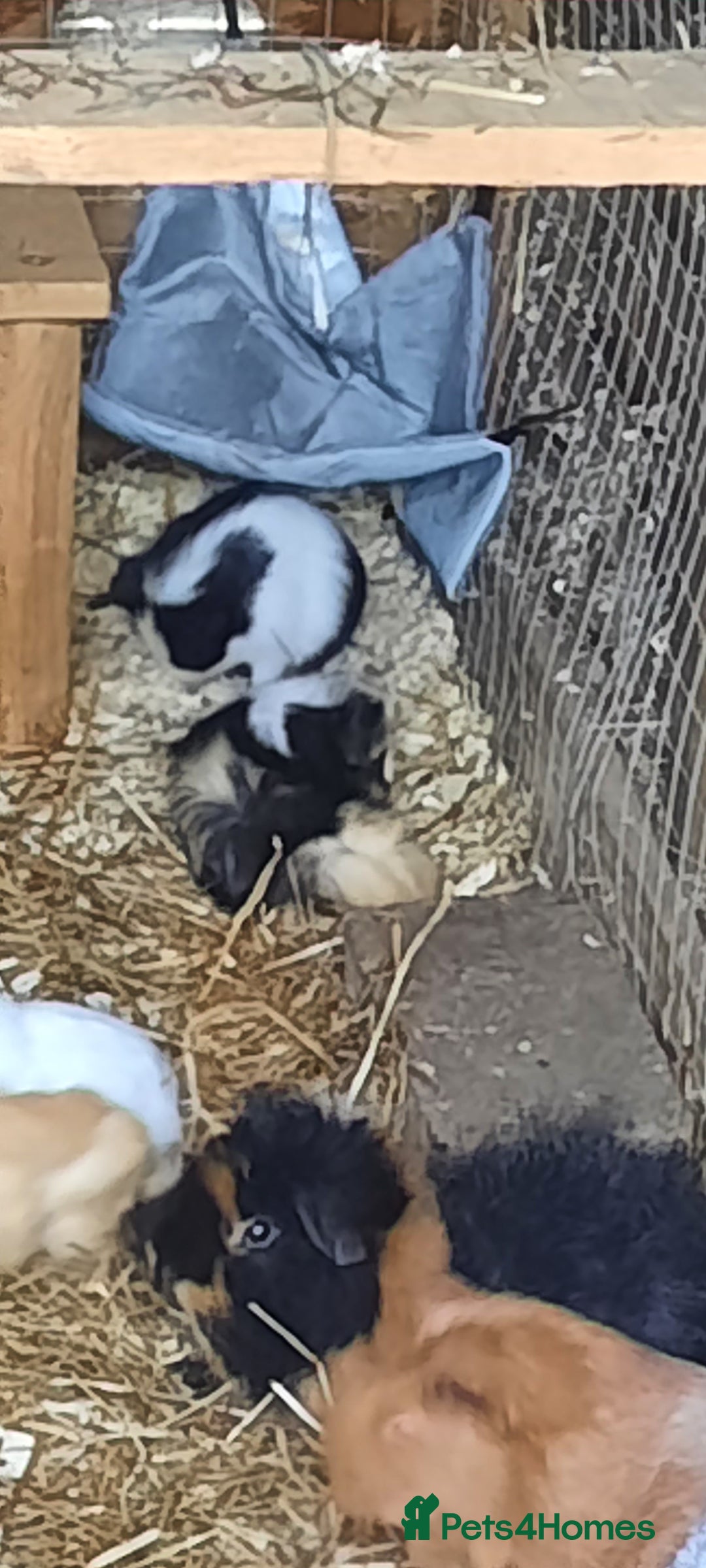Guinea Pig rodents for sale: Guinea pigs for sale ready soon - Image 7