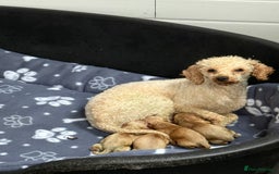Cavapoo dogs for sale: Stunning F1 Cavapoos Females  - Image 1