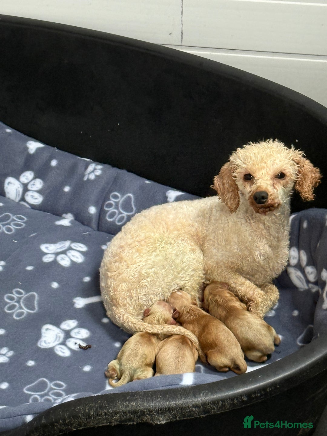 Cavapoo dogs for sale: Stunning F1 Cavapoos Females  - Image 1