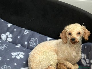 Cavapoo dogs - Advert 3