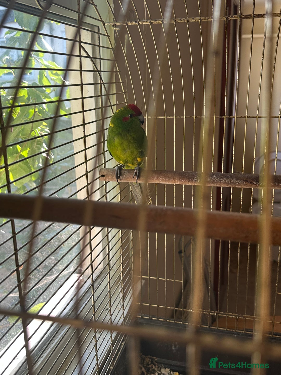 Parrots birds for sale: 2 Alexandrine Parrot + 1 Kakariki - Image 4