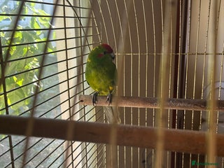 Parrots birds Kakariki with cage - Advert 11