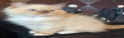 Ragdoll cats for sale: Tica chocolate mink boy ACTIVE available  - Advert 3