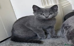 Russian Blue cats for sale: Russian Blue Kittens  in Lanark - Image 1