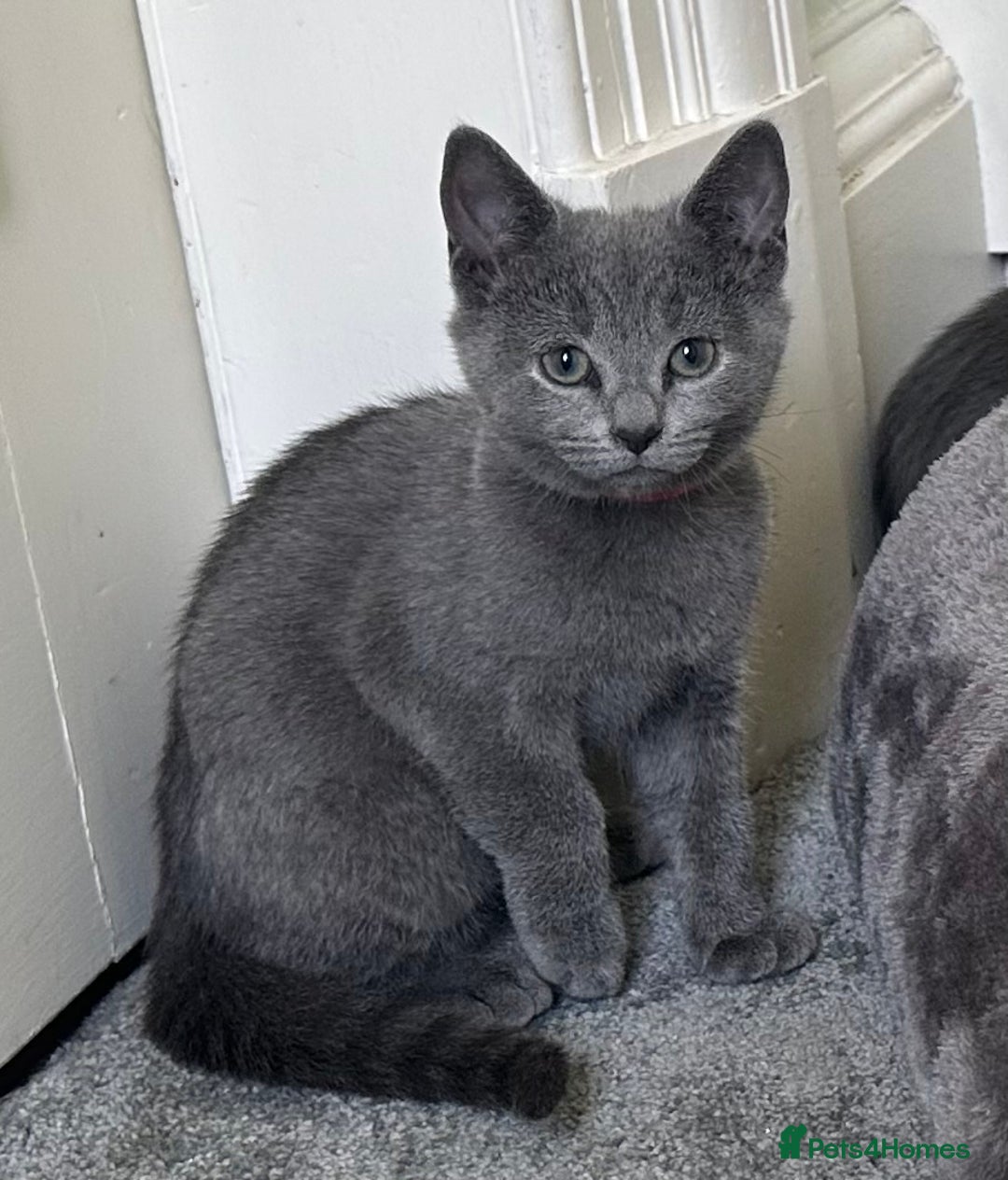 Russian Blue cats for sale: Russian Blue Kittens  in Lanark - Image 1
