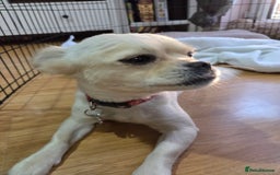 Chug dogs for sale: Lovely female chug for adoption - Image 4