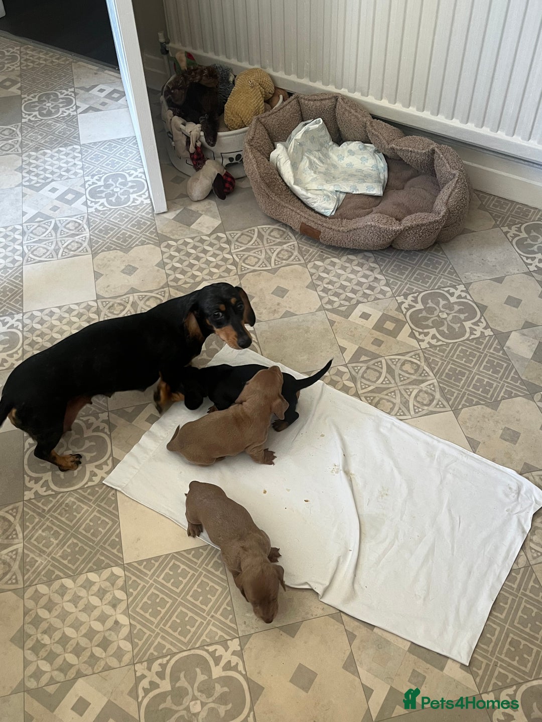 Dachshund dogs for sale: Miniature dachshunds  - Image 10