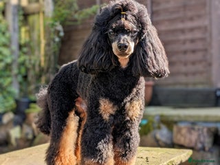 Toy Poodle dogs in Bolton - Advert 32