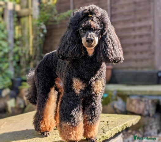 Toy Poodle dogs for stud in Bolton - Advert 2