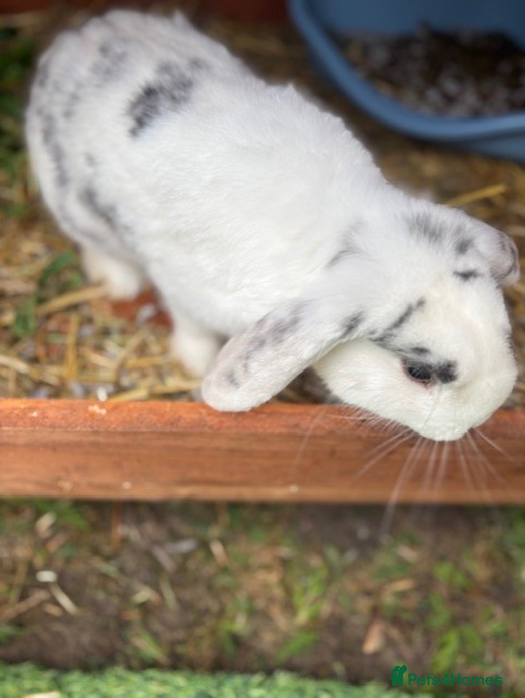 Mixed Breed rabbits for sale: Mini Lop X - Advert 3