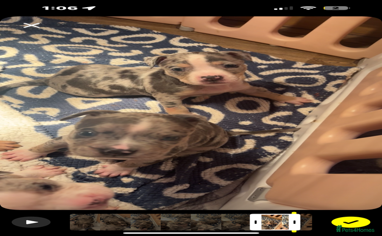 American Bully dogs - Advert 1