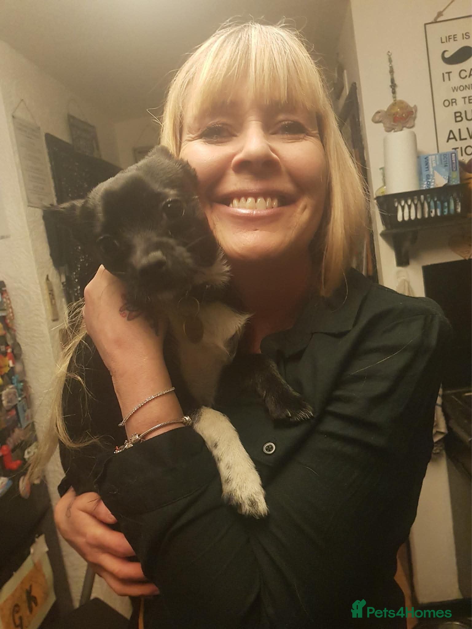 Mixed Breed dogs 4/5 year old Male Chihuahua x terrier mix - Advert 3