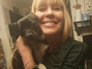 Mixed Breed dogs 4/5 year old Male Chihuahua x terrier mix - Advert 3