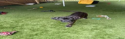 Cane Corso dogs for sale: Cane corso puppies - Advert 27