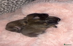 Mixed Breed dogs for sale: 6 Beautiful Babys - Image 3