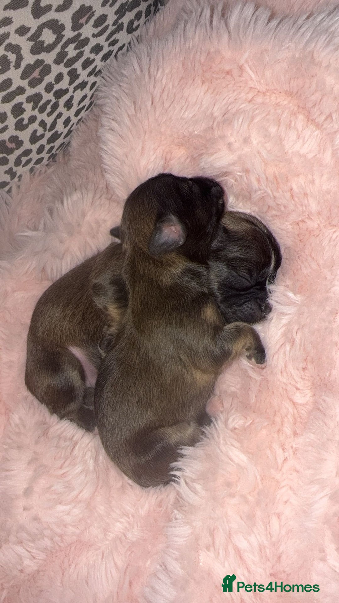 Mixed Breed dogs for sale: 6 Beautiful Babys - Image 3